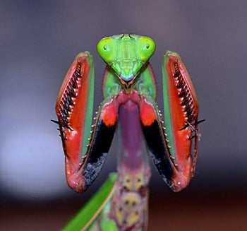 Hierodula majuscula (Australian Giant Mantis)