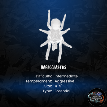 Haploclastus khali (Kahli Earth Tiger Tarantula)