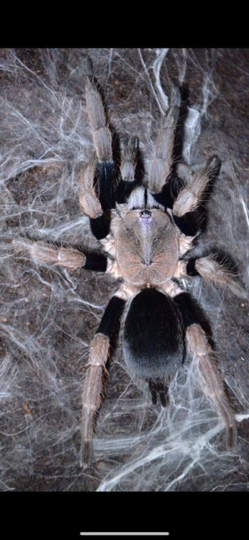 Haplocosmia sp 'Black Femur' Tarantula 0.75-1'