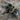 Haplopelma doriae (Orange Fringe Earth Tiger Tarantula) 1-1.25"