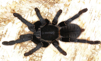 Melopoeus minax Big Black, Thai Black Earth Tiger tarantula.