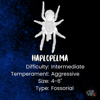 Haplopelma robustum (Ex. Cyriopagopus robustus) (Malaysia Blue Femur Tarantula) 1-1.5"