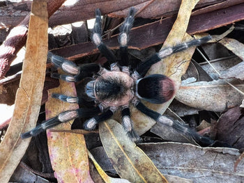 Hapalotremus major (Peruvian White Banded Tarantula) 0.5-0.75"