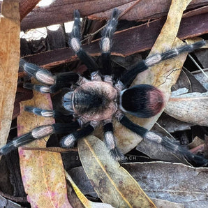 Hapalotremus major (Peruvian White Banded) 0.5" LIMITED TIME SALE