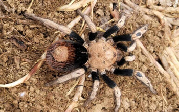 Hapalotremus sp 'Puma' (Highland White & Red Tarantula) 1"