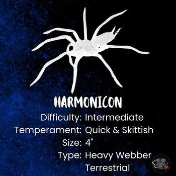 Harmonicon oiapoqueae (French Guianan Red & Black Curtain-web Spider)