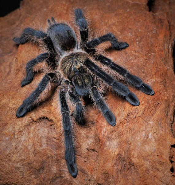 Harpactira namaquensis (Giant Namibian Baboon Tarantula) – Exotics