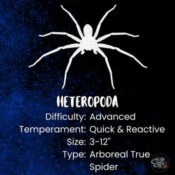 Heteropoda davidbowie (David Bowie Huntsman Spider) 0.33-0.5"