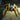 Hogna maderiana (Orange-Leg Wolf Spider) 3/8–1/4"