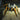Hogna maderiana, Orange-Leg Wolf spider.