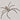 Holconia murrayensis (Murray Huntsman Spider) 0.5–0.75"