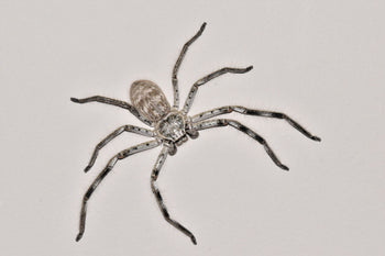 Holconia murrayensis (Murray Huntsman Spider)