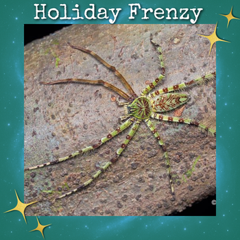 Heteropoda boiei (Lichen Huntsman Spider) 1"