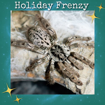 Heteroscodra maculata (Togo Starburst Tarantula) 0.5-0.75"