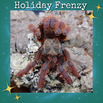 Phormingochilus sp "Sabah Red" (Crimson Purple Tree Tiger Tarantula) 0.75" USA THIRD PRODUCTION