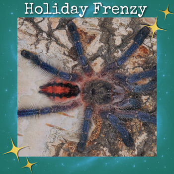 Ybyrapora sooretama (Harlequin Pinktoe Tarantula) 0.75-1"