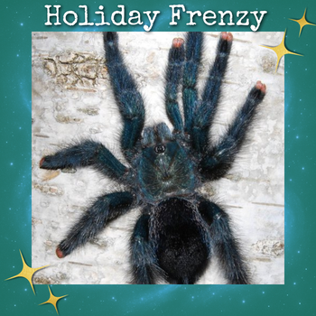 Phormictopus sp. 'Dominican Purple' Tarantula 0.75-1"