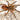 Neoholothele fasciaaurinigra (Golden Bumble Bee Tarantula) 0.5–0.75"