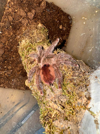 Iridopelma cf. oliverai, Rosa locality Rosy Red Pink Toe tarantula, 0.5 to 0.75 inch.