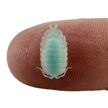 Nano Good Luck Isopod