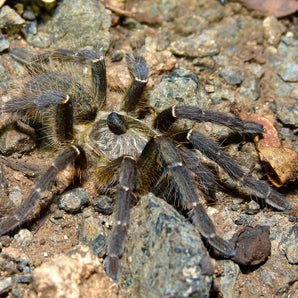 Ceratogyrus darlingi (Rear Horned Baboon) 0.75"