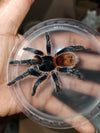 Thrixopelma cyaneolum 'Red' (Cobalt Red Rump Tarantula)