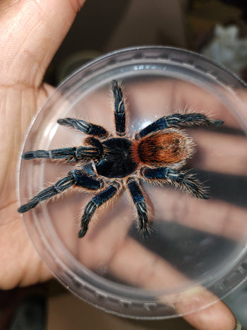 Thrixopelma cyaneolum 'Red' (Cobalt Red Rump Tarantula)
