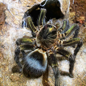 Phormictopus sp "Full Green" (Dominican Emerald Bird Eater) 1.5-2"