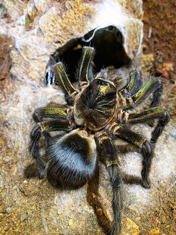 Phormictopus sp. Full Green, Emerald Beauty Bird Eater tarantula.