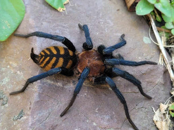 Diplura sp. 'Aqua Fria' (Tiger Curtain Web Spider) 1"
