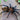 Diplura sp. Agua Fria, Tiger Curtain Web spider.
