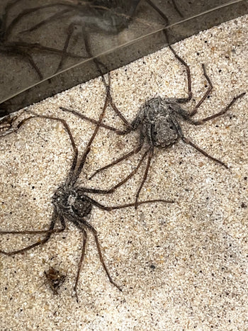 Sicarius gracilis (6 Eye Sand Spider) 0.5"