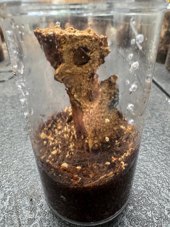 PRO Setup Ready-to-use for Typhochlaena seladonia (Brazilian Jewel) (2.5"W x 3"T)
