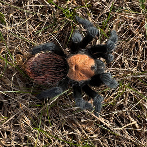 Brachypelma albiceps ( Golden Red Rump) MATURE FEMALE 4-5"