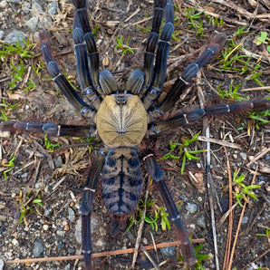 Phormingochilus sp. "Ackaya" (Golden Tree Spider) 1"