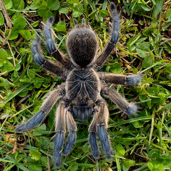 Harpactira pulchripes (Golden Blue Leg Baboon Tarantula) FEMALE 4"