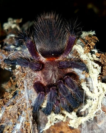 Dolichothele mineirum (Purple Dwarf Beauty Tarantula)