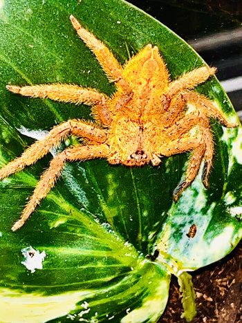 Heteropoda pingtungensis (Taiwan Orange Huntsman) 0.25"