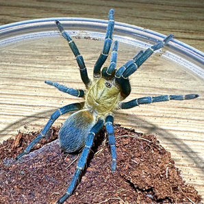 Cyclosternum sp aureum (Blue Lightening Tarantula) 0.25"