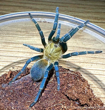 Cyclosternum sp 'Aureum' (Blue Lightning Tarantula)