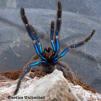 Chilobrachys sp. Tropical Blue tarantula.