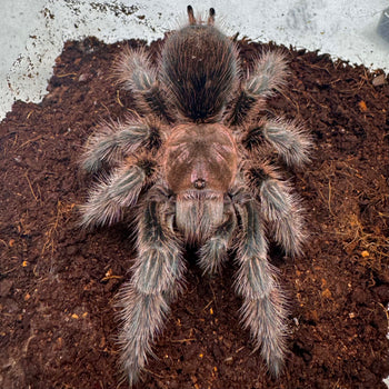 Grammostola rosea (Chilean Rose-Hair Tarantula) 3-3.5" Pink Color Form FEMALE Read Description