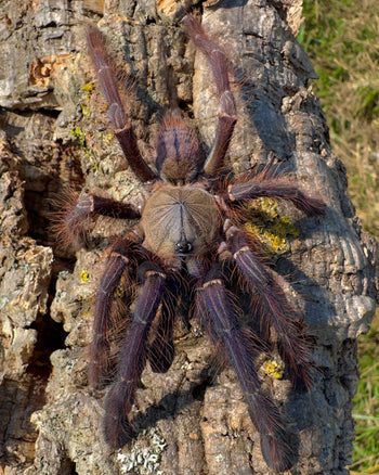 Phormingochilus sp 'Sabah Blue'  (Sabah Blue Tarantula) 1-1.5"