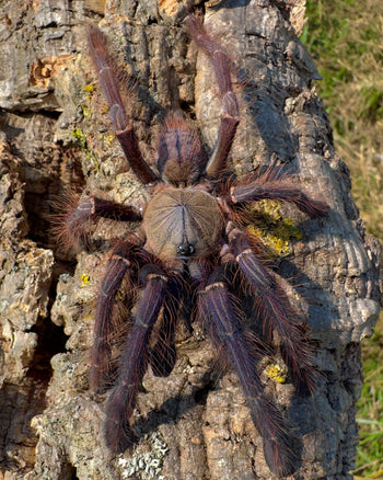 Phormingochilus sp. Sabah Blue tarantula.