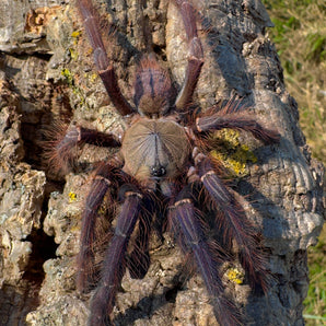 Phormingochilus sp 'Sabah Blue'  5" ADULT FEMALE