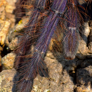 Phormingochilus sp 'Sabah Blue'  5" ADULT FEMALE