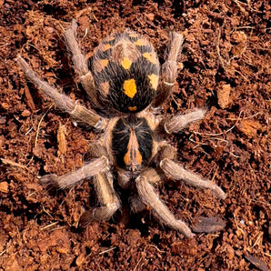 Hapalopus klein (Dwarf Pumpkin Patch) 2" Adult Female (RARE)