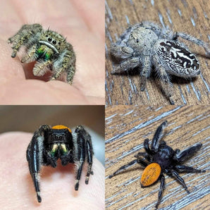 Phidippus texanus (Texas Jumping Spider) 0.5" Subadult