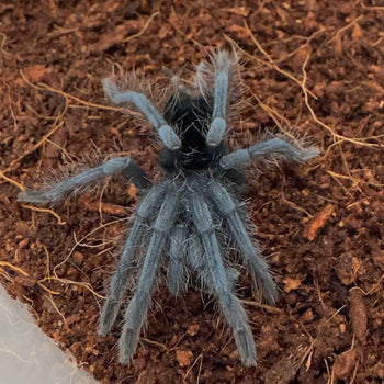 Pamphobeteus sp. 'Santo Domingo Goliath Small' Tarantula 2.5" *RARE*