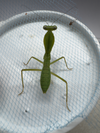 Rhombodera sp. 'Guangxi shield' Mantis 